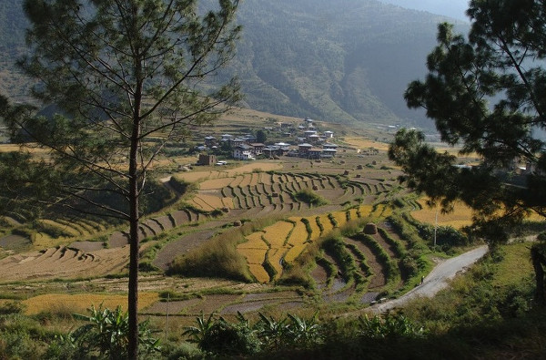 Paysage de rizières au Bhoutan - blog Bar à Voyages