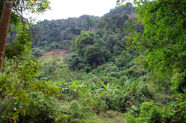 Nature Laos