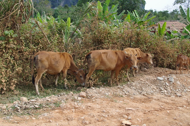 Vaches Laos
