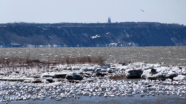 Les berges du Saint-Laurent abritent de nombreux oiseaux migrateurs - Québec