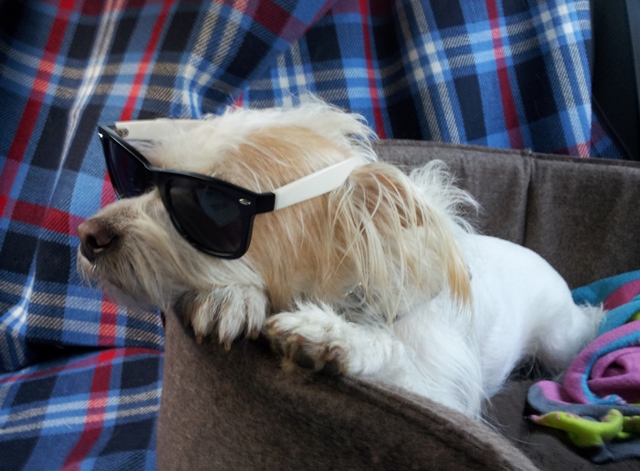 Chien vacances
