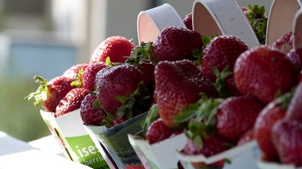 La spécialité de l'Île d'Orléans : les fraises ! Québec