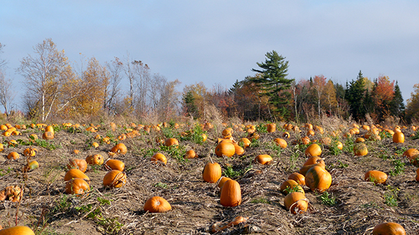 L'Île d'Orléans, fournisseur officiel de courges pour fêter Halloween - Québec