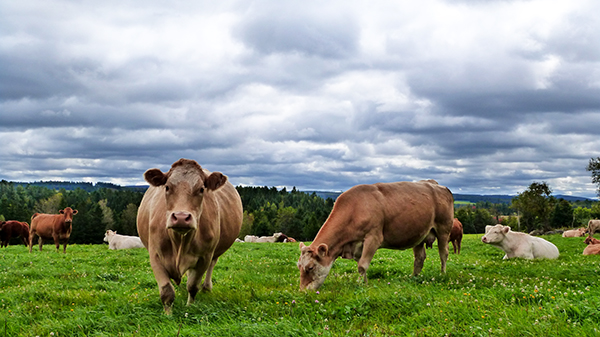 Troupeau de vaches paissant tranquillement dans la région de Chaudière-Appalaches, au sud de Québec
