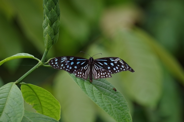 papillon