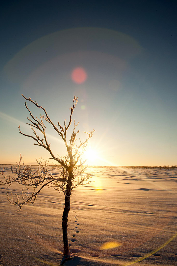Sous le soleil de l'Arctique Sous le soleil de l'Arctique