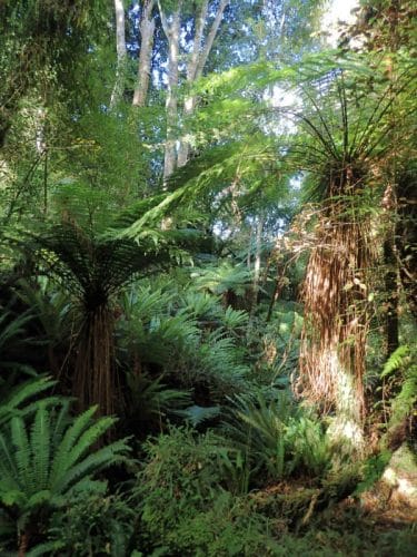 Rainforest en Nouvelle-Zélande