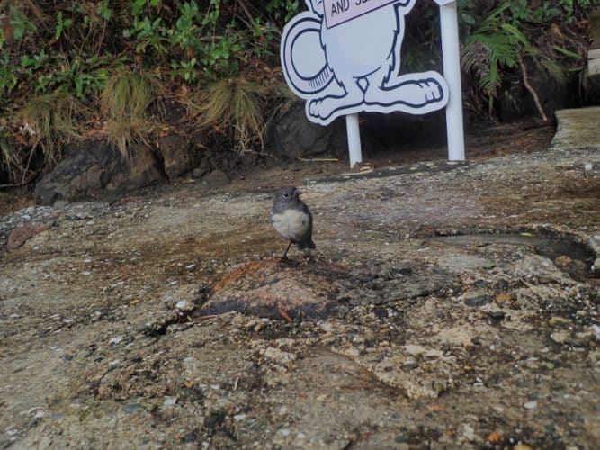 Robin bird observé sur la Rakiura track en Nouvelle-Zélande