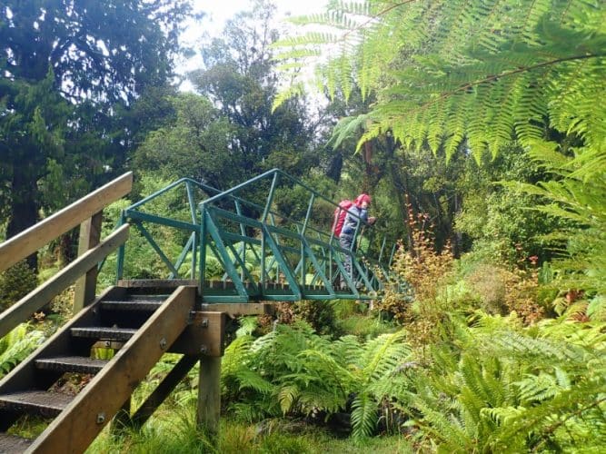 Le sentier de la rakiura track en nouvelle-zélande au coeur de la rainforest est bien aménagé