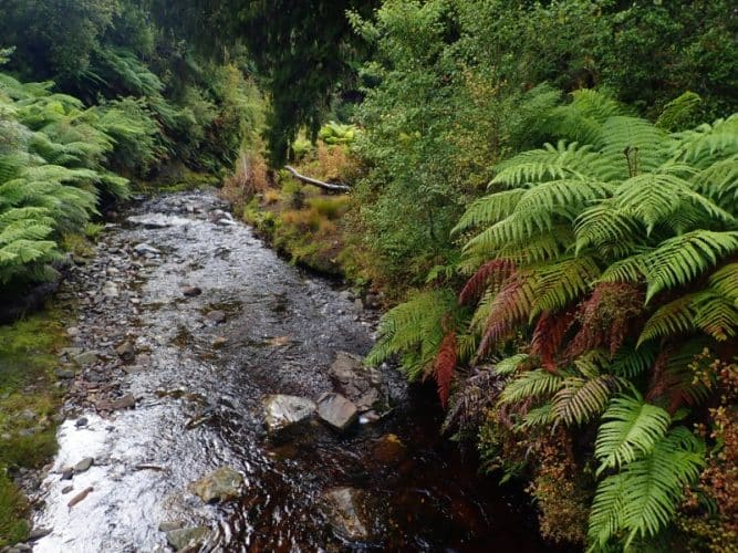 Rain forest en Nouvelle-Zélande