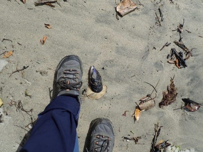Marche dans le sable sur la rakiura track